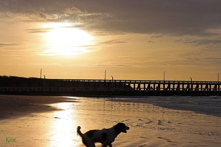Expositie in Strand van Blankenberge — Musea in Blankenberge